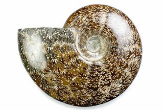 Polished Ammonite (Cleoniceras) Fossil - Madagascar #375988