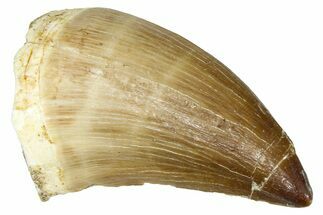 Fossil Mosasaur (Thalassotitan) Tooth - Morocco #374556