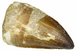Fossil Mosasaur (Thalassotitan) Tooth - Morocco #374586