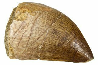 Fossil Mosasaur (Thalassotitan) Tooth - Morocco #374607