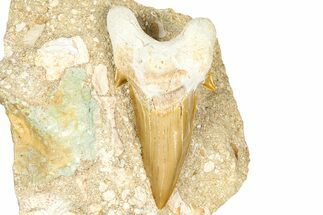 Otodus Shark Tooth Fossil in Rock - Morocco #376137