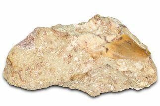 Otodus Shark Tooth Fossil in Rock - Morocco #376139