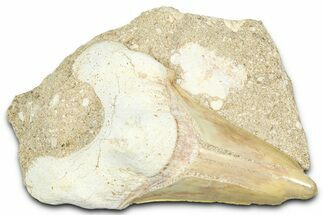 Otodus Shark Tooth Fossil in Rock - Morocco #376161