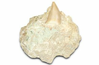Otodus Shark Tooth Fossil in Rock - Morocco #376176