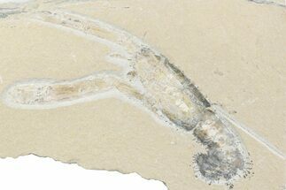 Cretaceous Lobster (Pseudostacus) Fossil - Lebanon #376337