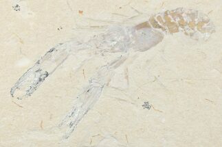 Cretaceous Lobster (Pseudostacus) Fossil - Lebanon #376339