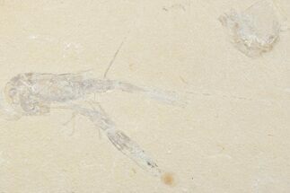 Cretaceous Lobster (Pseudostacus) Fossil - Lebanon #376340