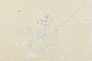 Cretaceous Lobster (Pseudostacus) Fossil - Lebanon #376342