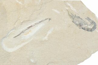Cretaceous Soft Bodied Squid with Shrimp - Lebanon #376345