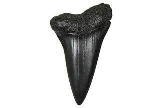 Fossil Broad-Toothed Mako Tooth - South Carolina #374768