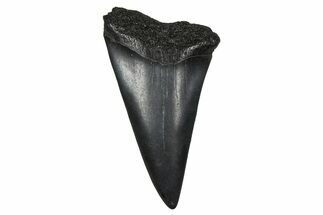 Fossil Broad-Toothed Mako Tooth - South Carolina #374780