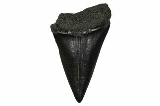 Fossil Broad-Toothed Mako Tooth - South Carolina #374783