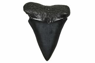 Fossil Broad-Toothed Mako Tooth - South Carolina #374793