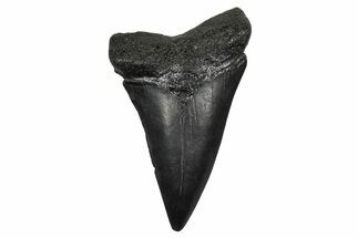 Fossil Broad-Toothed Mako Tooth - South Carolina #374799