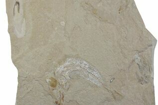 Belemnites & Straight Cephalopods For Sale