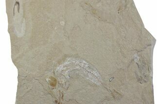 Cretaceous Soft-Bodied Squid with Shrimp & Fish Fossil - Lebanon #376356