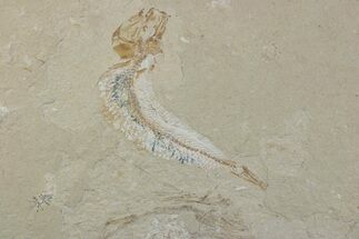 Cretaceous Fossil Fish (Gaudryella) - Lebanon #376363