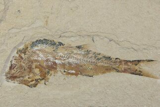 Cretaceous Fossil Fish (Sedenhorstia) - Lebanon #376365