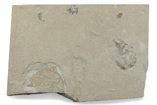 Cretaceous Fossil Shrimp and Fish - Lebanon #376366