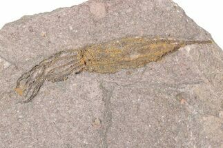Fossil Eocrinoid (Ascocystites) - El Kaid Rami, Morocco #376562