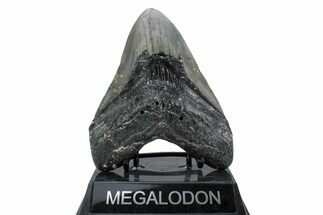Fossil Megalodon Tooth - North Carolina #376535