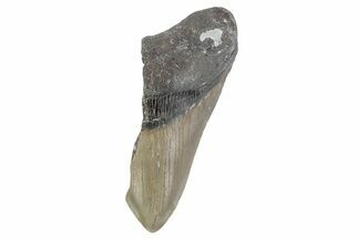 Partial, Fossil Megalodon Tooth - North Carolina #376539