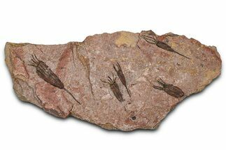 Eocrinoid (Ascocystites) Mortality Plate - Ordovician #376496