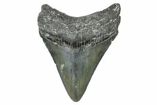 Serrated, Juvenile Megalodon Tooth - North Carolina #376551