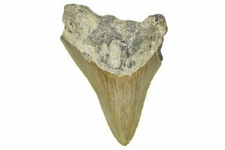 Serrated, Juvenile Megalodon Tooth - North Carolina #376553