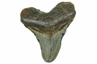 Juvenile Megalodon Tooth - North Carolina #376554