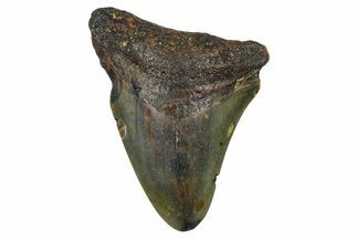 Juvenile Megalodon Tooth - North Carolina #376555