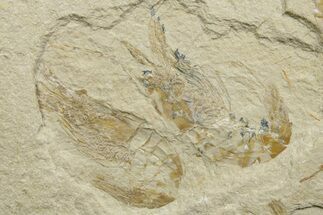 Two Cretaceous Fossil Shrimp - Lebanon #376617
