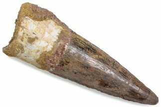 Fossil Spinosaurus Tooth - Real Dinosaur Tooth #376372