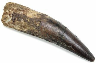 Fossil Spinosaurus Tooth - Real Dinosaur Tooth #376374