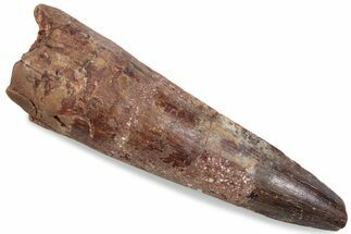 Bargain, Fossil Spinosaurus Tooth - Real Dinosaur Tooth #376382