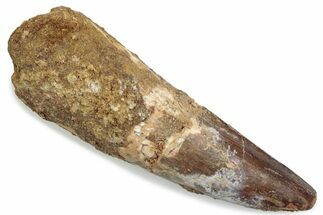 Bargain, Fossil Spinosaurus Tooth - Real Dinosaur Tooth #376391