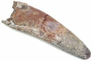 Fossil Spinosaurus Tooth - Real Dinosaur Tooth #376396