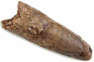 Fossil Spinosaurus Tooth - Feeding Worn Tip #376413