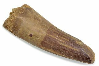 Fossil Spinosaurus Tooth - Feeding Worn Tip #376430
