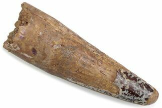 Fossil Spinosaurus Tooth - Real Dinosaur Tooth #376575