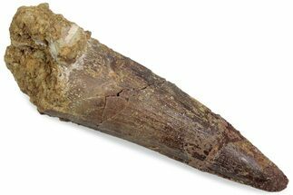 Fossil Spinosaurus Tooth - Real Dinosaur Tooth #376588