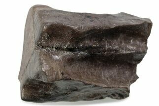 Fossil Triceratops Shed Tooth - Wyoming #376723