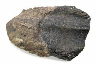 Fossil Triceratops Shed Tooth - Wyoming #376737