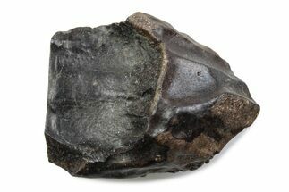 Fossil Triceratops Shed Tooth - Wyoming #376760