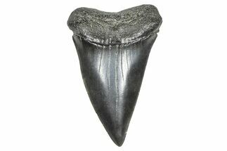 Fossil Broad-Toothed Mako Tooth - South Carolina #375999