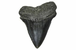 Fossil Broad-Toothed Mako Tooth - South Carolina #376001