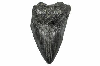 Partial Fossil Megalodon Tooth - South Carolina #376014