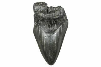 Partial Fossil Megalodon Tooth - South Carolina #376016