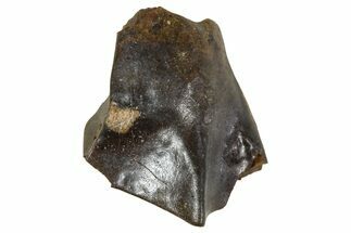 Fossil Triceratops Shed Tooth - Wyoming #376624