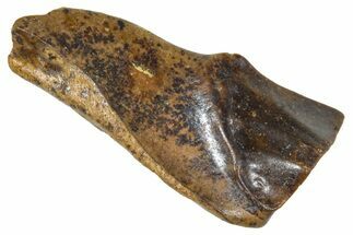 Fossil Triceratops Shed Tooth - Wyoming #376631
